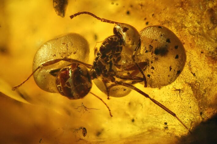 Fossil Beetle (Coleoptera) & Two Ants (Formicidae) In Baltic Amber #200163